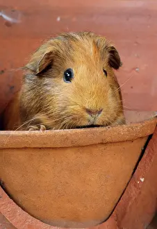 Terracotta: GUINEA PIG - in Terracotta flower pot
