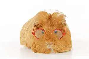 Wise: Guinea pig wearing glasses