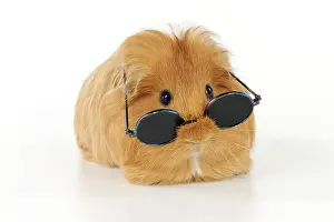 Hairstyle: Guinea pig wearing glasses