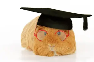 Boards: Guinea pig wearing glasses and mortar board
