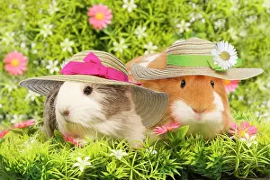 Bonnets: Guinea Pig, two wearing straw hats with flowers