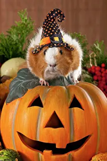 220719: Guinea pig wearing witches hat sitting on a jack-o-lantern