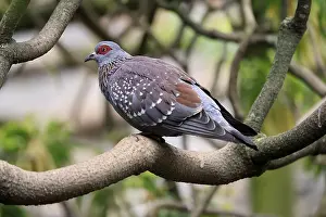 Pigeons: Guinea Pigeon (Columba guinea)