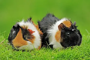 Porcellus: Guinea Pigs (Cavia porcellus), pair