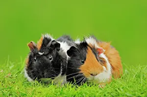 Porcellus: Guinea Pigs (Cavia porcellus), pair Meerschweinchen