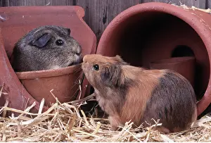 Greeting: GUINEA PIGS - in flower pots