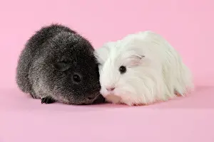 Hairstyle: Guinea pigs sitting together