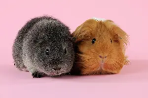 Hairstyle: Guinea pigs sitting together