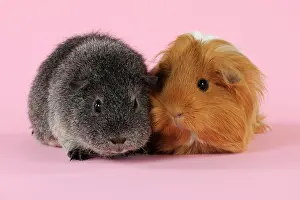 Hairstyle: Guinea pigs sitting together