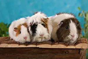 Wholly: Three guinea pigs on a small wooden hut