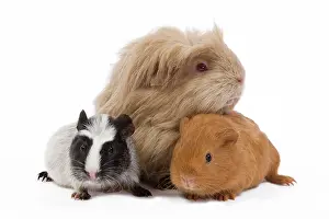 Gunea: Guinea Pigs - in studio