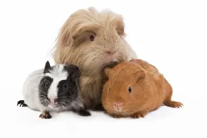 Gunea: Guinea Pigs - in studio