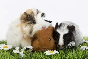 Gunea: Guinea Pigs - in studio