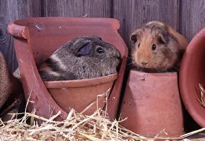 Pots: GUINEA PIGS - in Terracotta flower pots