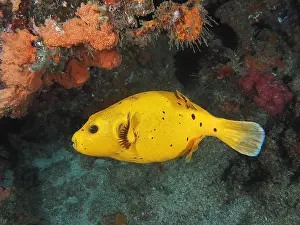 Arothron: Guineafowl puffer (Arothron meleagris), yellow variant