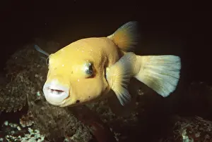 Puffer: GUINEAFOWL PUFFER - Golden Phase