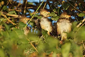 Animais: Guira Cuckoo