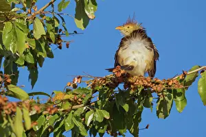Animais: Guira Cuckoo
