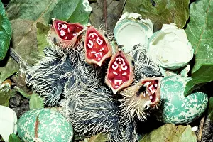Minas: Guira Cuckoo (Guira guira) chicks