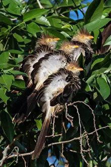 Floodplains: Guira cuckoo (Guira guira), Pantanal, Mato Grosso