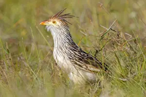 Cuckoo: Guira Cuckoo (Guira guira) sitting in grassland