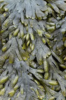 Fucales: Guiry's wrack. Plougonvelin, Finistere. Bretagne