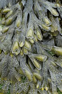 Fucales: Guiry's wrack. Plougonvelin, Finistere. Bretagne