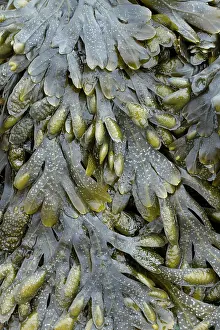 Fucales: Guiry's wrack. Plougonvelin, Finistere. Bretagne
