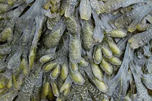Fucales: Guiry's wrack. Plougonvelin, Finistere. Bretagne