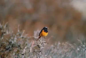 Phoenicurus: Guldenstadt's Redstart - on hippophae sp. bush
