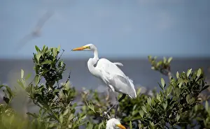 Vanishing: Gulf Coast Barrier Islands