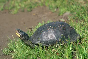 Rings: Gulf Coast Box Turtle