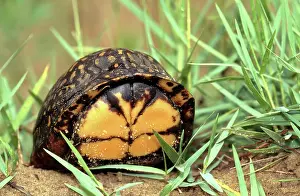 Apalachicola: Gulf Coast Box Turtle