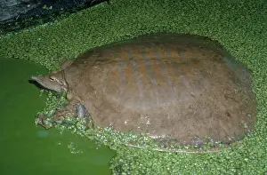 Softshell: Gulf Coast Smooth Softshell Turtle