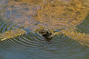 Softshell: Gulf Coast Spiny Softshell Turtle in water