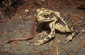 Earthworm: Gulf Coast Toad