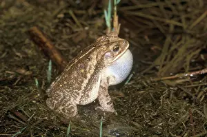 Choke: Gulf Coast Toad