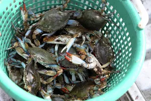 Shellfish: Last Gulf Crab catch before closure of fishery