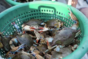 Shellfish: Last Gulf Crab catch before closure of fishery