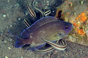 Line: Gulf Damselfish with Striped Catfish