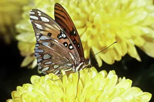 Fritillaries: Gulf Fritillary