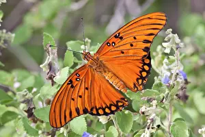 Nectaring: Gulf Fritillary (Agraulis vanillae) nectaring