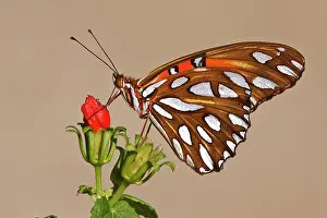 Proboscis: Gulf Fritillary (Agraulis vanillae) nectaring