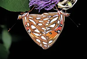 Copula: Gulf Fritillary Butterflies Mating