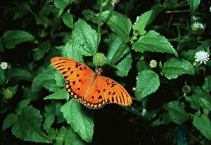 Agraulis: Gulf Fritillary Butterfly