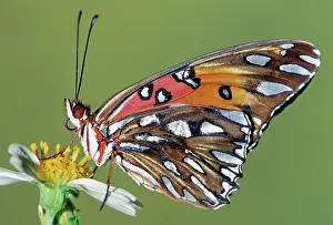 Fritillaries: Gulf Fritillary Butterfly