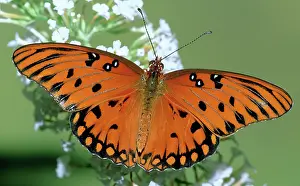 Fritillaries: Gulf Fritillary Butterfly