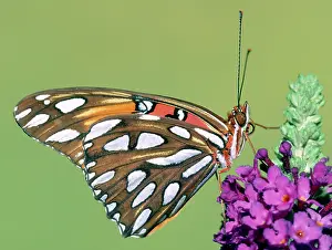 Fritillaries: Gulf Fritillary Butterfly