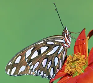 Fritillaries: Gulf Fritillary Butterfly