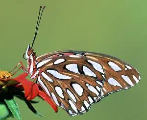Fritillaries: Gulf Fritillary Butterfly